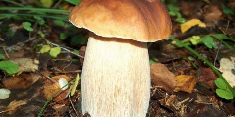 Kako uzgajati plemenite gljive u bašti